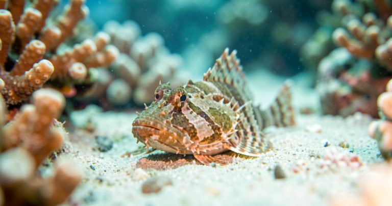 Seychelles : Dangers réels et conseils pour un voyage serein